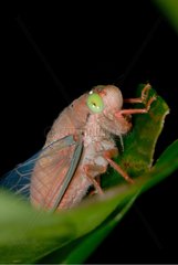 Tropische Zikade auf einem Blatt French Guayana