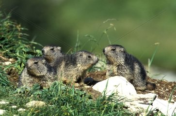 Gruppe junger Marmots von Alpen Frankreich