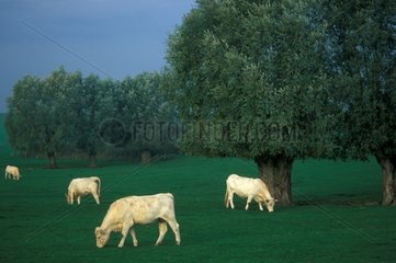 Troupeau de vaches charolaises dans un pré France