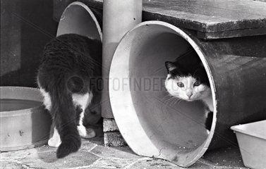 Cats in rollers Refuge of Beauregard France