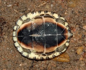 Plastron of a newborn Tortoise Guyana