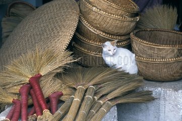 Katze in der Mitte der KÃ¶rbe Vietnam sitzt