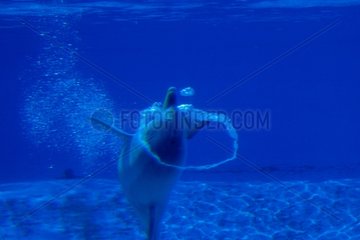 Großer Delphin -Blasenkreise France