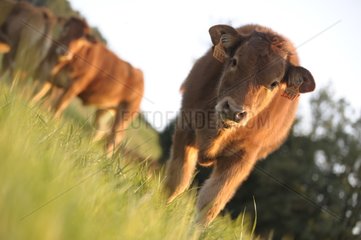 Limousine calf watching in a meadow France Lozère