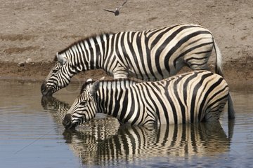 Burchell's zebras drinking Etosha NP Namibia