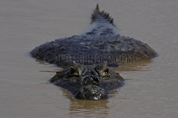 Common caiman in water Venezuelan Llanos