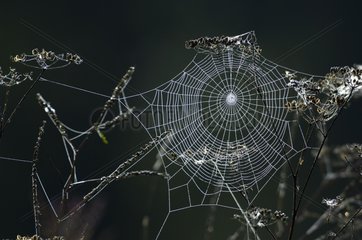Drop morning dew on a cobweb