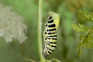 Caterpillar of Old world swallowtail moulting on a stem