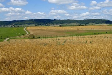 Felder und Wiesen in Morey Haute-Saône Frankreich
