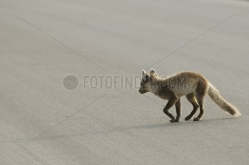 Arctic Fox crossing road Longyearbyen Spitsbergen