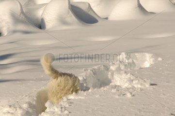 Dog Tulear Cotton digging in snow