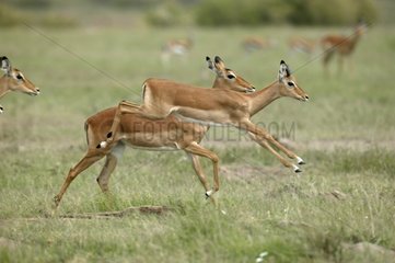 Escape of Impala through savanna Masaï-Mara Kenya