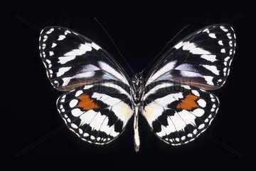 Butterfly Elzunia Ecuador