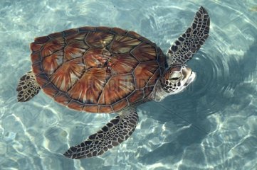 Young Green see turtle swimming in Yucatan Mexico