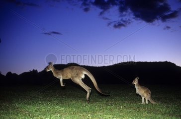 Kangourou gris de l'est assis et sautant Australie