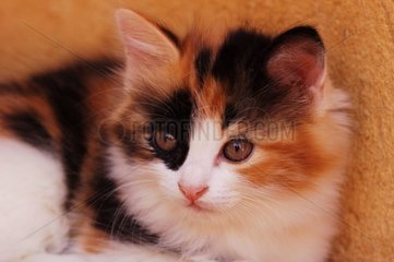Portrait d'un chaton de gouttière à poils tricolores
