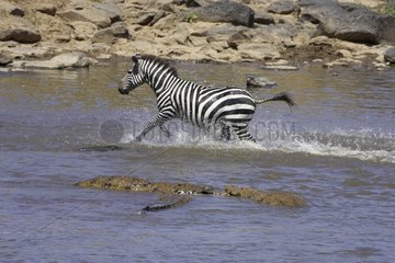 Grant's Zebra crossing the river & fleeing the Crocodiles