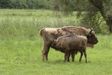 Bison d'Europe femelle allaitant son jeune Pays-Bas