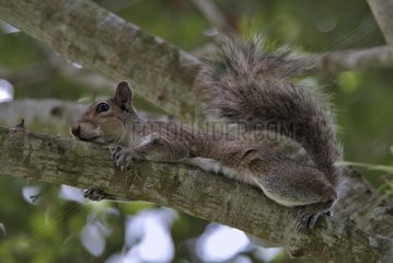 Ostgrau Eichhörnchen ruht auf einer Niederlassung Florida USA