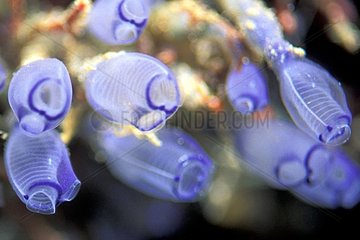 Blue Light bulb sea squirts