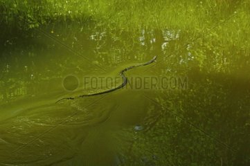 Couleuvre nageant dans une rivière