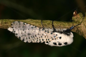 Leopard moth Midi-Pyrénées France