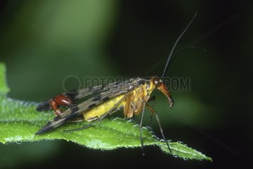 Male common scorpion fly on a leaf