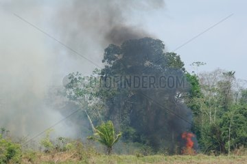 Fire of forest undoubtedly caused by seringueiros