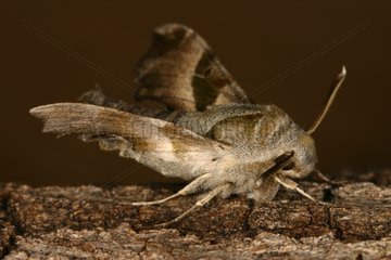 Willowherb Hawk moth posed on a trunk Sieuras Ariege France