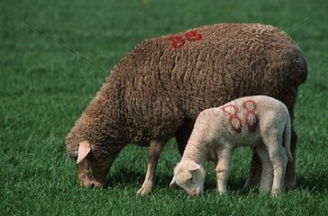Brebis Mérinos et son agneau paissant au pré au printemps