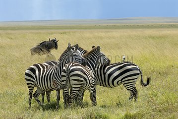 Burchell's Zebras resting one on the others Tanzania