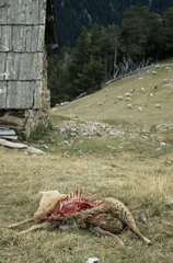Schafe von Wölfen PN Mercantour Frankreich getötet
