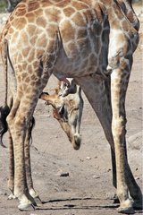 Giraffe erect in Etosha NP Namibia