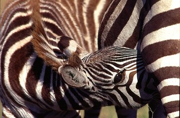 Foal of Burchell's Zebra sucking Masaï Mara Kenya
