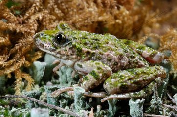 Parsley frog France
