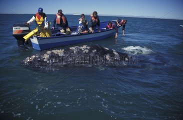 Baleine grise et touristes Basse-Californie