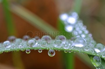 Beads of dew on a leaf France