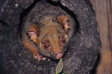Common Ringtail Possum feeding in its den NSW Australia