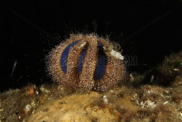 Sea Urchin Bali Indonesia