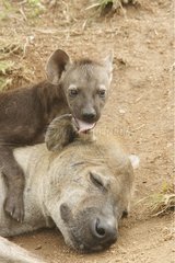 Speckled Hyena and young Kruger National Park South Africa