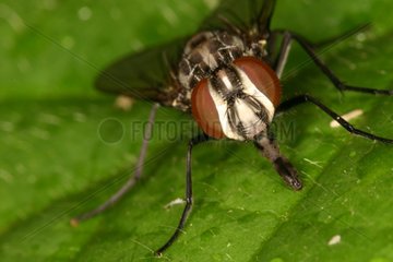 Muscid Fly Graphomya Nature Reserve Moeraske Belgium