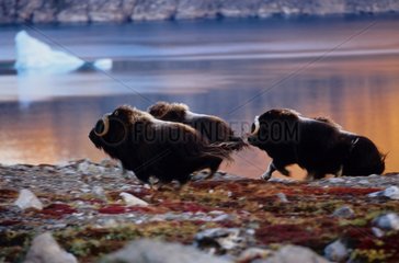 Boeufs musqués s'enfuyant à l'approche des humains Groenland