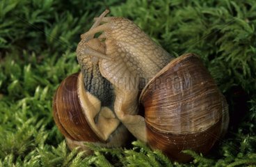 Mating of Snails on moss