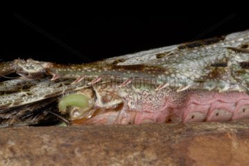 Bauch des neotropischen Heuschreckens männlichen französischen Guayana