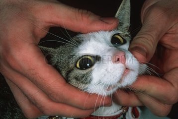 Examen des yeux d'un chat