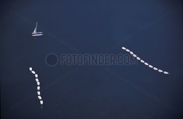 Luftfotografie von Booten einer nautischen Basis auf einem See