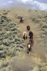 Horde and rider which gallops in the meadow Oregon the USA