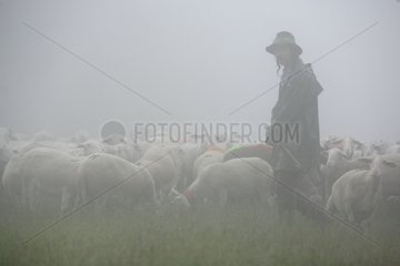 HÃ¤hne  die nach transhumierender Herden Cevennes Frankreich beobachtet