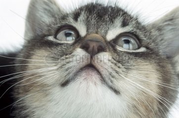 Portrait d'un chaton en studio regardant en l'air