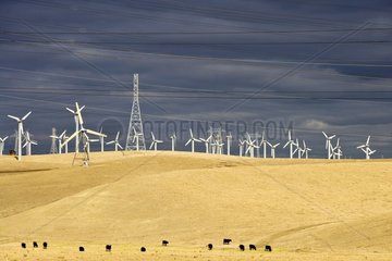 Wind farm in the region of Altamont pass in California USA